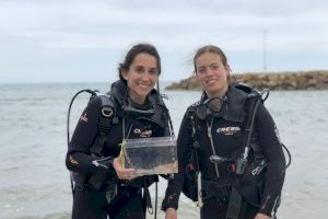 Un colegio estudia el efecto del cambio climático en el desarrollo embrionario de los tiburones