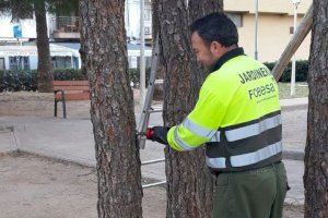 L’Àrea de Serveis de Peníscola inicia el tractament contra la processionària