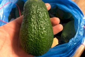 La Guardia Civil investiga a un varón por el hurto de medio centenar de aguacates en Sagunto - (foto 2) La Guardia Civil investiga a un varón por el hurto de medio centenar de aguacates en Sagunto - (foto 2)