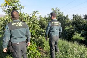 La Guardia Civil investiga a un varón por el hurto de medio centenar de aguacates en Sagunto