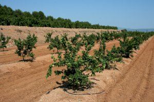 Los agricultores y ganaderos de Castellón garantizan su compromiso de producir alimentos en cantidad y calidad