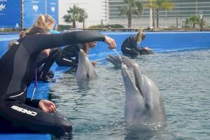 Los habitantes del Oceanogràfic también "padecen" la cuarentena