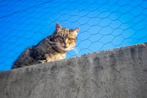 Benestar Animal garanteix l’atenció i els treballs de cura als animals de companyia en el refugi de Benimàmet