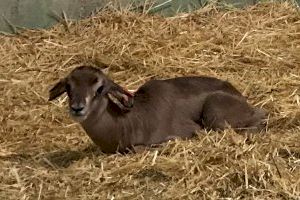 El primer nacimiento en BIOPARC Valencia durante el confinamiento es de una especie extinta en la naturaleza