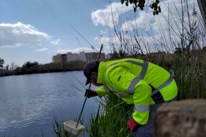 Nules realiza actuaciones de prevención de mosquitos antes de la subida de las temperaturas