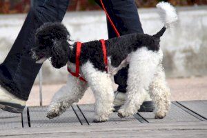 Multados en Alicante por pasear a sus mascotas durante varias horas