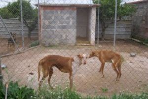 La tromba de agua y el confinamiento asfixian a una protectora de animales de Burriana