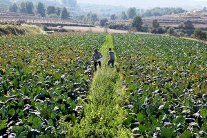 El Ministerio de Agricultura, Pesca y Alimentación convoca ayudas para prolongar los créditos concedidos a titulares de explotaciones agrarias afectadas por la sequía de 2017