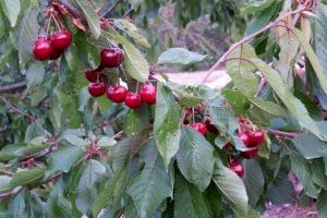 La cosecha de la cereza será de la mitad en la Comunitat Valenciana por la adversa climatología