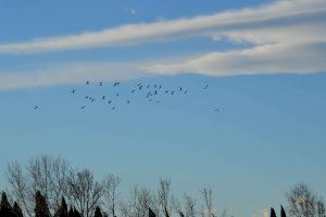 "Las aves de la desembocadura del río Mijares", es el título de la quinta entrega audiovisual sobre los valores ecológicos del Paisaje Protegido fluvial más importante de la provincia de Castelló