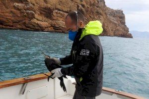 Augmenta l'albirament de dofins en la costa alacantina - (foto 2)