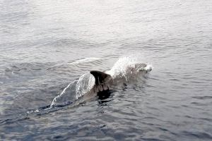 Augmenta l'albirament de dofins en la costa alacantina