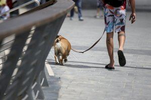 Indicaciones para el paseo de perros durante el confinamiento