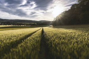 Los agricultores valencianos a la espera de cobrar las ayudas pendientes desde el 2017