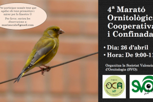 La Sociedad Valenciana de Ornitología propone dos actividades para el fin de semana - (foto 2)