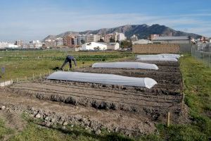 Los Huertos Urbanos Municipales de Villena reanudan su actividad el lunes 4 de mayo