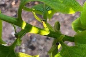 LA UNIÓ de Llauradors demana a Conselleria d'Agricultura una línia específica d'ajudes per a aquells productors de caqui que tenen en les seues parcel·les una caiguda anormal de flor i brots