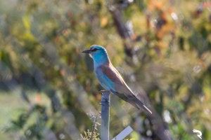 El riu Algar en Altea experimenta una gran afluència d’avifauna i noves espècies en l’època de nidificació coincidint amb el confinament