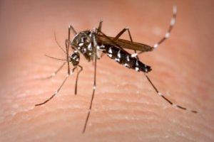 Alzira continúa con los tratamientos periódicos para el mosquito tigre