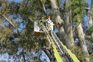 Bombers per a podar aquest arbre de 40 metres d'altura a València