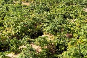 Agricultores valencianos: "La cebolla y patata se quedan sin recoger mientras los supermercados compran de fuera y disparan los precios" - (foto 2)