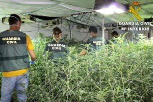 La Guardia Civil detiene a dos varones implicados en el cultivo de marihuana en Gavarda y Alfafar