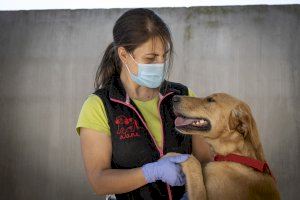 A.U.P.A y BIOPARC Valencia organizan un desfile “virtual” de perros abandonados