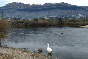 L’Ajuntament d´Altea continua invertint en el Pla de Manteniment de la desembocadura del riu Algar i avaluant el seu estat ecològic