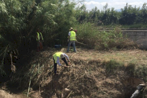 Alberic contratará a 82 trabajadores del régimen agrario - (foto 2) Alberic contratará a 82 trabajadores del régimen agrario - (foto 2)