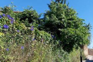 El PSPV-PSOE d'Onda exigeix a l'alcaldessa del PP que condicione els camins rurals