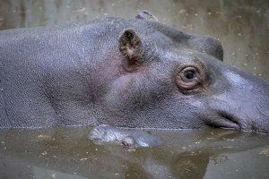 El nacimiento de un hipopótamo se suma al baby boom en BIOPARC Valencia