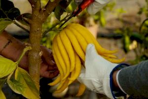 La gastronomia valenciana arriba aquest dissabte a RTVE