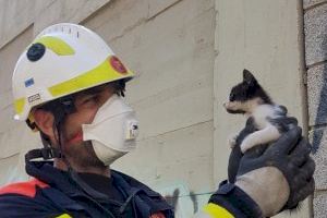 Bombers de València rescaten a un gatet que havia quedat atrapat dins d'una canonada