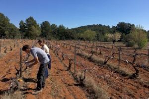 LA UNIÓ participa en una investigación europea sobre nuevos tratamientos respetuosos del medio ambiente contra las enfermedades fúngicas de la madera de la vid