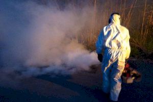 El mosquito tigre, primer turista en el litoral valenciano