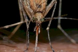 ¿Qué puedo hacer para prevenir las picaduras de mosquitos? - (foto 2)