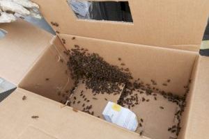 Retiren un eixam amb milers d'abelles d'una botiga d'un centre comercial d'Alacant - (foto 2)