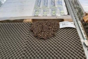 Retiren un eixam amb milers d'abelles d'una botiga d'un centre comercial d'Alacant - (foto 4)