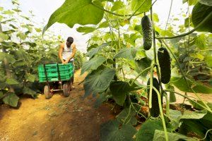 Mercadona compra más de 21.300 toneladas de pepino de origen nacional para 2020, un 4% más que en 2019