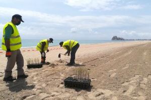 Avanzan las tareas de regeneración y reforestación dunar en la Playa Norte de Peñíscola