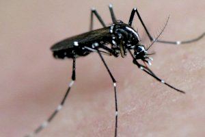 Xàtiva avanza en la campaña contra el mosquito tigre