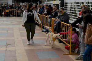 La Mancomunitat de l’Horta Sud aprueba los pliegos para la licitación de la recogida de animales abandonados que elimina el sacrificio La Mancomunitat de l’Horta Sud aprueba los pliegos para la licitación de la recogida de animales abandonados que elimina el sacrificio