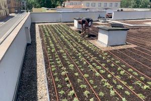 El Ayuntamiento de València instala una cubierta ajardinada en el Centro de Mayores de Benicalap para mejorar "la salud y el medio ambiente"