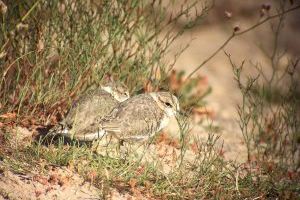 València lanza un programa de voluntariado ambiental para ayudar a la conservación del Chorlitejo patinegro en las playas naturales de la Devesa