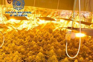 Desmantelas un laboratorio de marihuana en Torrent que era regentado por una pareja