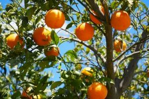 ¿Sabes lo que es el 'cotonet' y cómo está afectando a la citricultura de la Plana?