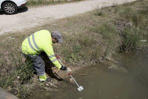 El mosquito tigre aumenta su población por la geografía española