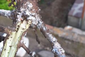 LA UNIÓ pide a la Generalitat que se tome en serio la erradicación del Cotonet de los Cítricos que se extiende por cada vez más superfície