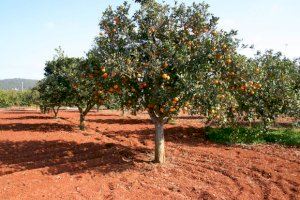 Casi la mitad de la naranja castellonense está afectada por la plaga del cotonet