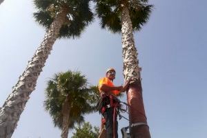 Les palmeres d'Altea milloren la seua imatge i salut gràcies a la poda en altura